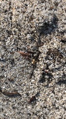 Tetragonoderus fasciatus