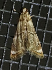 Eoparargyractis plevie