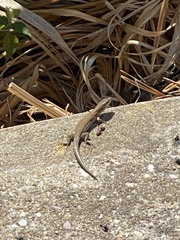 Podarcis carbonelli carbonelli