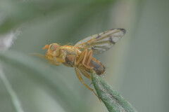 Xyphosia miliaria