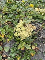 Glehnia littoralis
