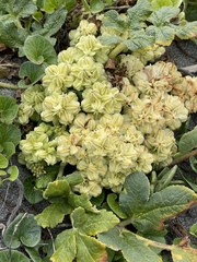 Glehnia littoralis
