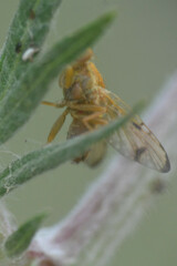 Xyphosia miliaria