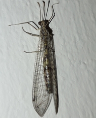 Gymnocnemia variegata