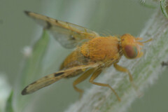 Xyphosia miliaria