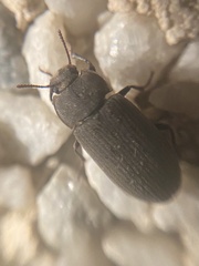 Gonocephalum rusticum
