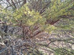 Vachellia reficiens