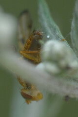 Xyphosia miliaria