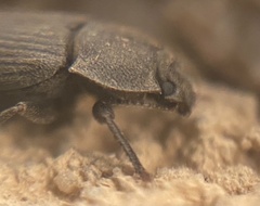 Gonocephalum rusticum