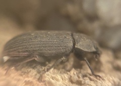 Gonocephalum rusticum