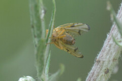 Xyphosia miliaria
