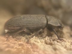 Gonocephalum rusticum