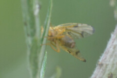 Xyphosia miliaria