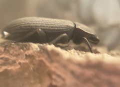 Gonocephalum rusticum