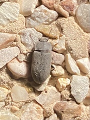 Gonocephalum rusticum