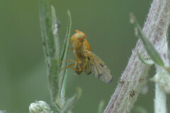 Xyphosia miliaria