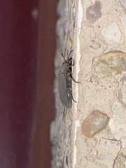 Gonocephalum rusticum