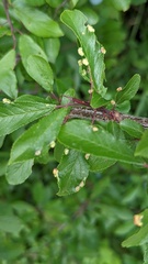 Eriophyes prunispinosae