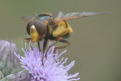 Volucella inanis