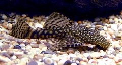 Blue-Eye Panaque photo 2