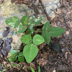 Macrosaccus morrisella