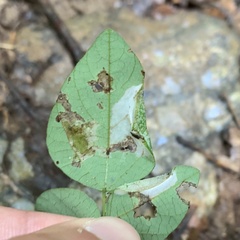 Macrosaccus morrisella