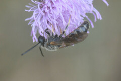 Lasioglossum