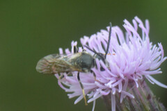 Lasioglossum