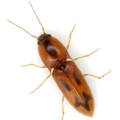 Aeolus scutellatus