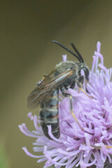 Lasioglossum