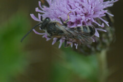 Lasioglossum