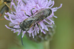 Lasioglossum