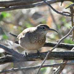 Upucerthia dumetaria