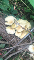 Pleurotus citrinopileatus