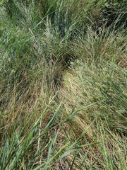 Urocitellus richardsonii