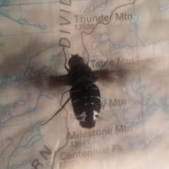 Exoprosopa dorcadion