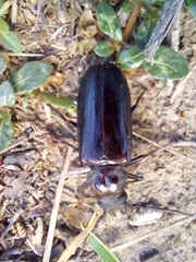 Aplagiognathus spinosus
