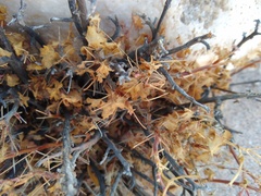 Pelargonium otaviense image