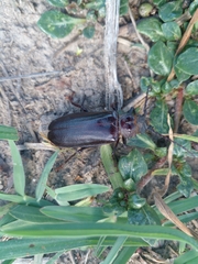 Aplagiognathus spinosus