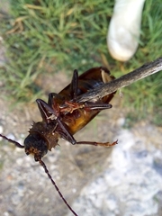 Aplagiognathus spinosus