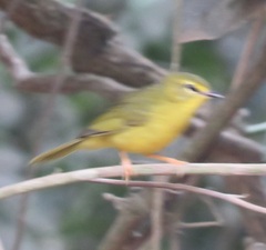 Myiothlypis flaveola
