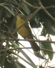 Myiothlypis flaveola