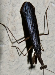 Miobantiinae