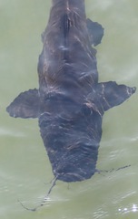 Steindachneridion melanodermatum