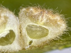 Caryomyia persicoides