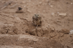 Athene cunicularia hypugaea