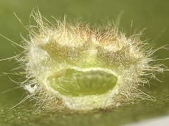 Caryomyia persicoides