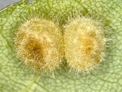 Caryomyia persicoides