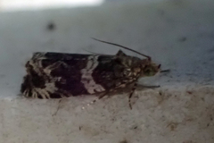 Olethreutes valdanum