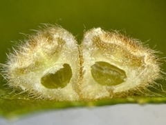 Caryomyia persicoides